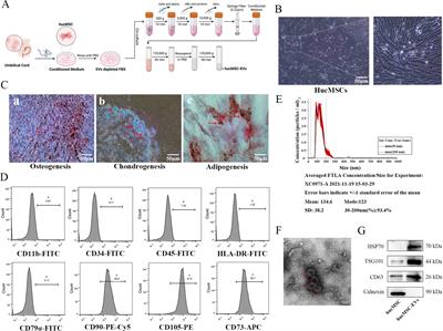 MiR-146a-5p engineered hucMSC-derived extracellular vesicles attenuate Dermatophagoides farinae-induced allergic airway epithelial cell inflammation